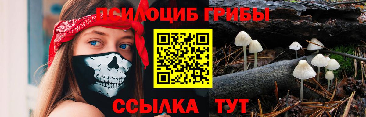 Бор  сколько стоит  Вход с VPN  Галлюциногенные грибы Psilocybine cubensis 